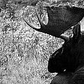Black and White Bull Moose