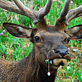 Bull Elk eating flower
