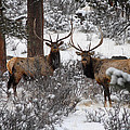 Curious Bull Elk
