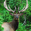Elk - In Velvet