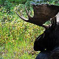 Rocky Mountain Moose