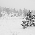 Snowy Pines