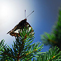 Weidemeyer's Admiral Butterfly
